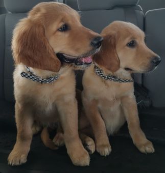 Honey (Left) and Sandy (Right)