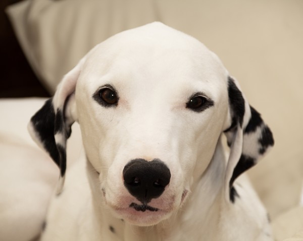 Sparky - photo 1
